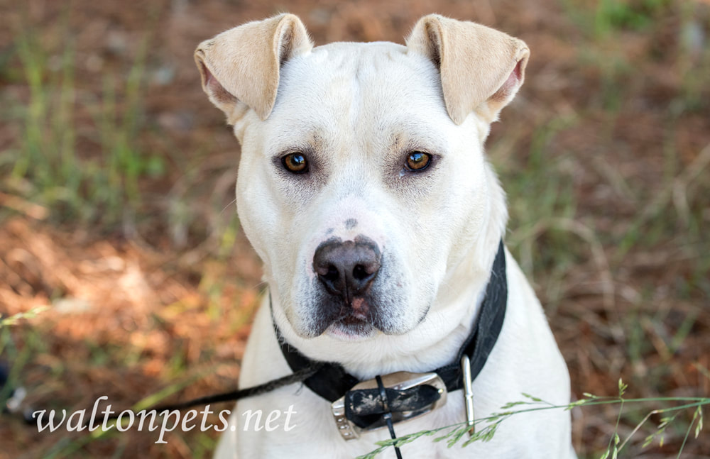 Lab Pitbull mixed breed dog outside on collar and leash Picture