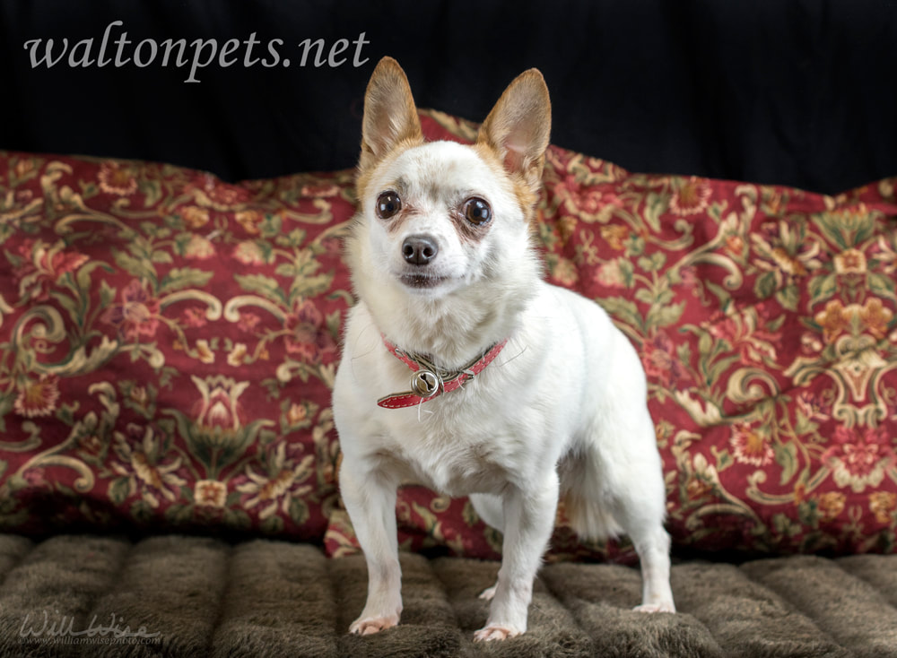 Cute senior Chihuahua dog Picture