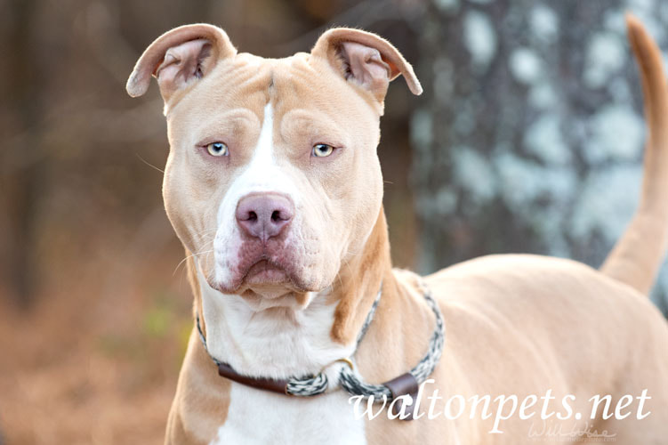Animal Shelter Furtography: Gibson - WILLIAM WISE PHOTOGRAPHY