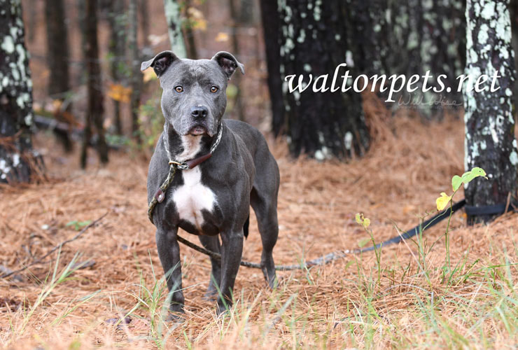 Blue male American Pitbull Terrier dog outside on leash Picture
