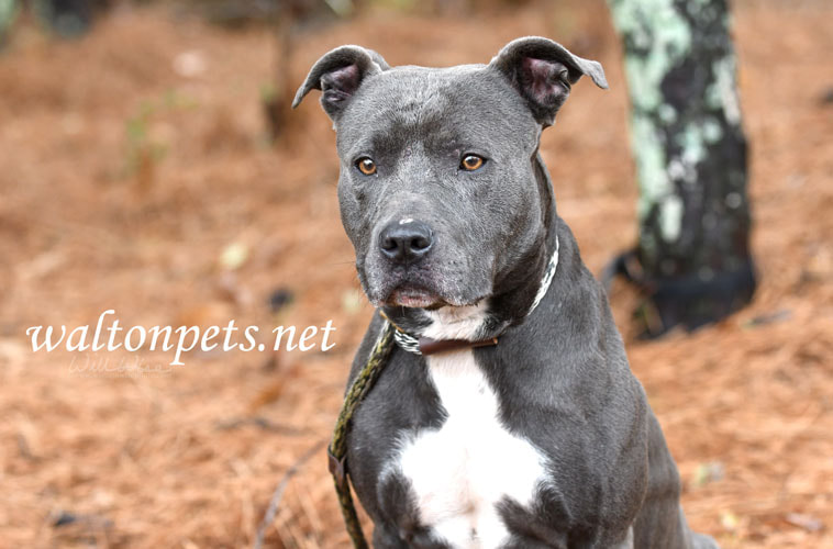 Blue male American Pitbull Terrier dog outside on leash Picture