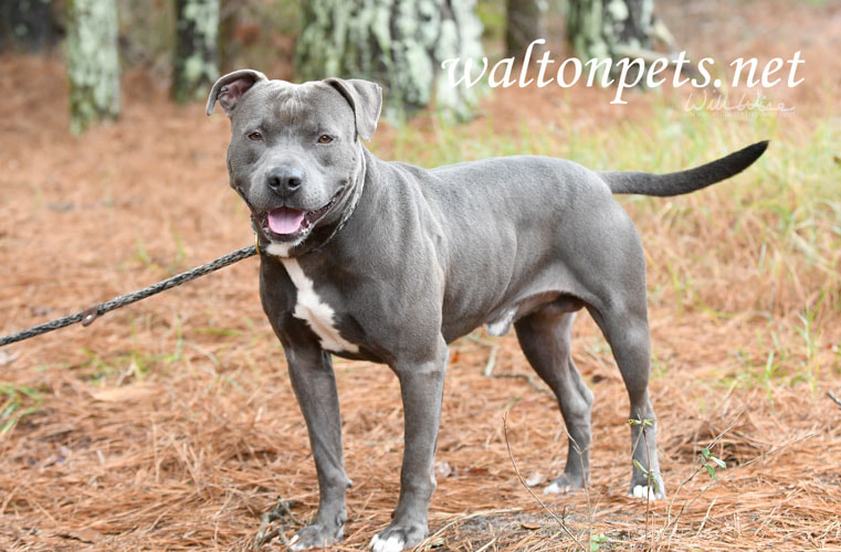 Male blue Pitbull Terrier outside on leash Picture