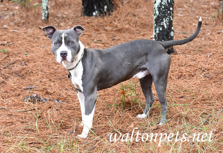 Male blue and white American Pitbull Terrier dog Picture