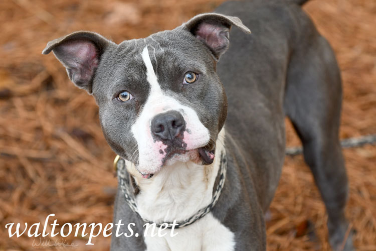 Male blue and white American Pitbull Terrier dog Picture