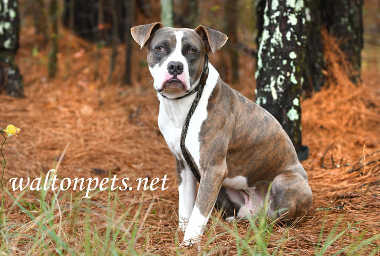 Light brindle Boxer and Pitbull Terrier mix breed dog outside on leash Picture