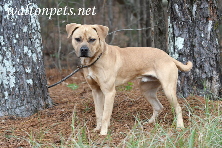 Cute tan male Pitbull Terrier Dog outside on leash Picture