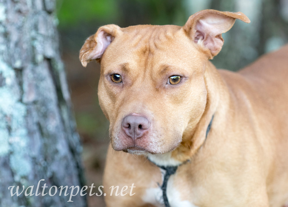 Red Pitbull dog with swollen ear hemtoma Picture