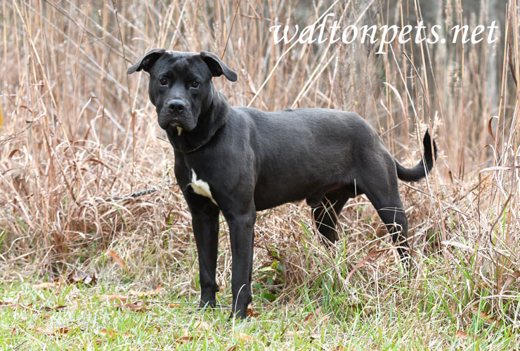 Male Black Labrador Retriever and Pitbull mix dog Picture