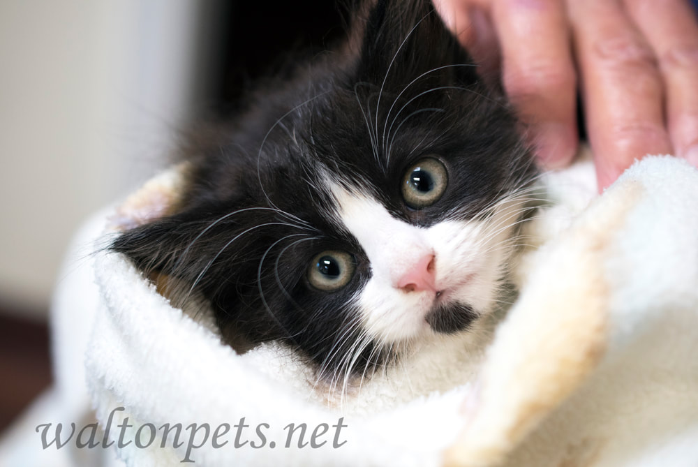  Black and white long hair kitten wrapped in a towel Picture