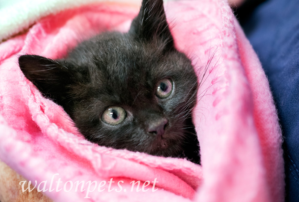 Black kitten wrapped in a pink towel Picture