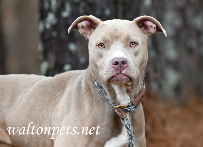 Tan female Pitbull Terrier mix dog rescue pet adoption photography Picture