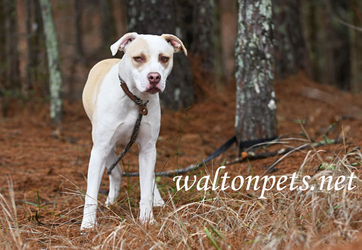 White and tan Labrador Pitbull mix breed dog outside on leash Picture