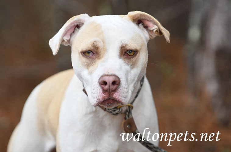 White and tan Labrador Pitbull mix breed dog outside on leash Picture