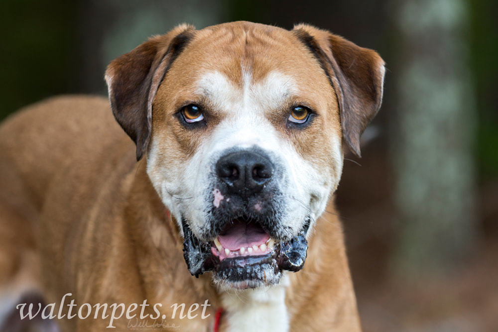 Senior American Bulldog Boxer Lab mixed breed dog Picture