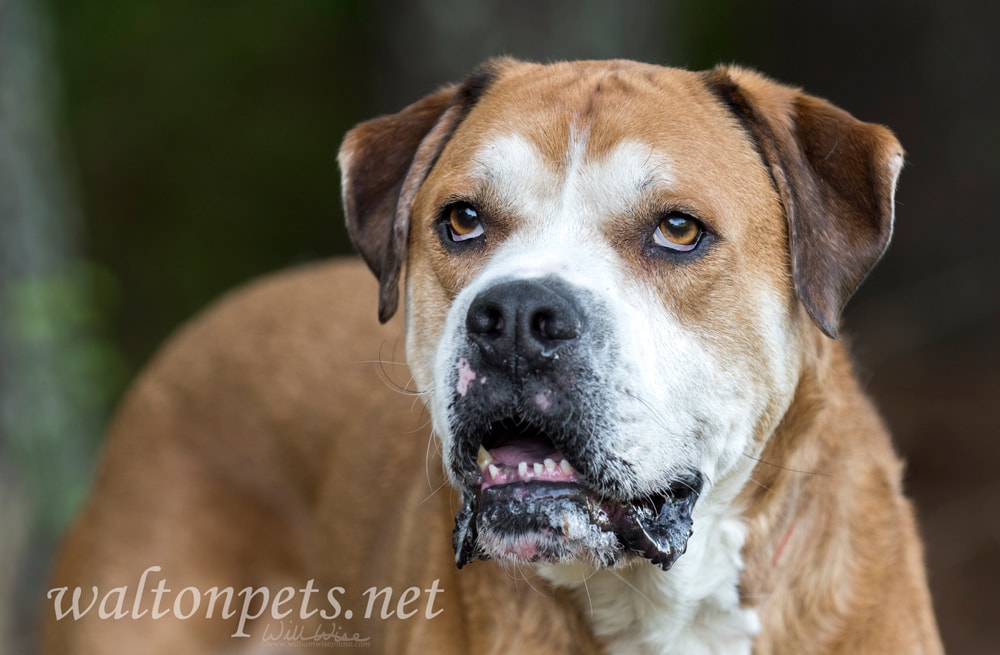 Senior American Bulldog Boxer Lab mixed breed dog Picture