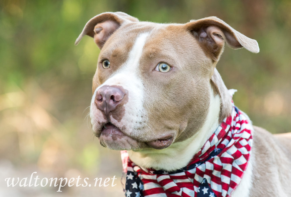 Pit Bull dog with American Flag Bandana Picture