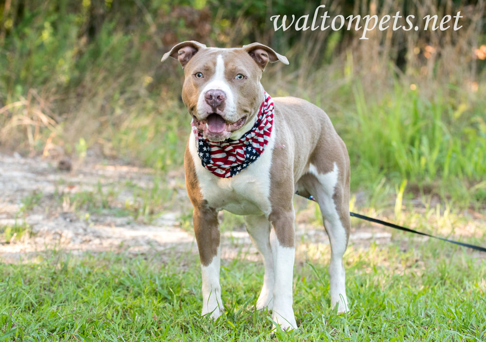 Pit Bull dog with American Flag Bandana Picture