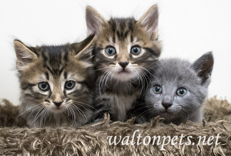 Litter of three cute fluffy kittens Picture