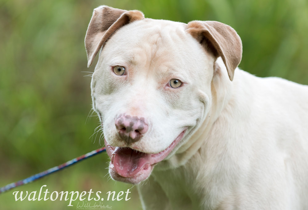 White and tan American Pit Bull Terrier dog Picture