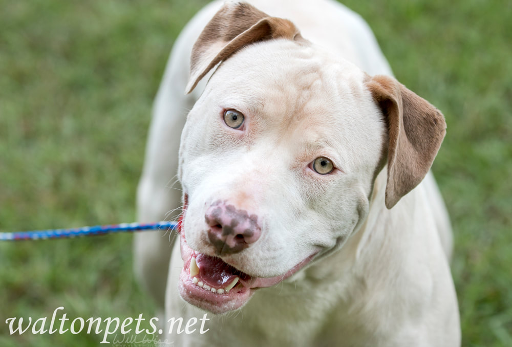 White and tan American Pit Bull Terrier dog Picture