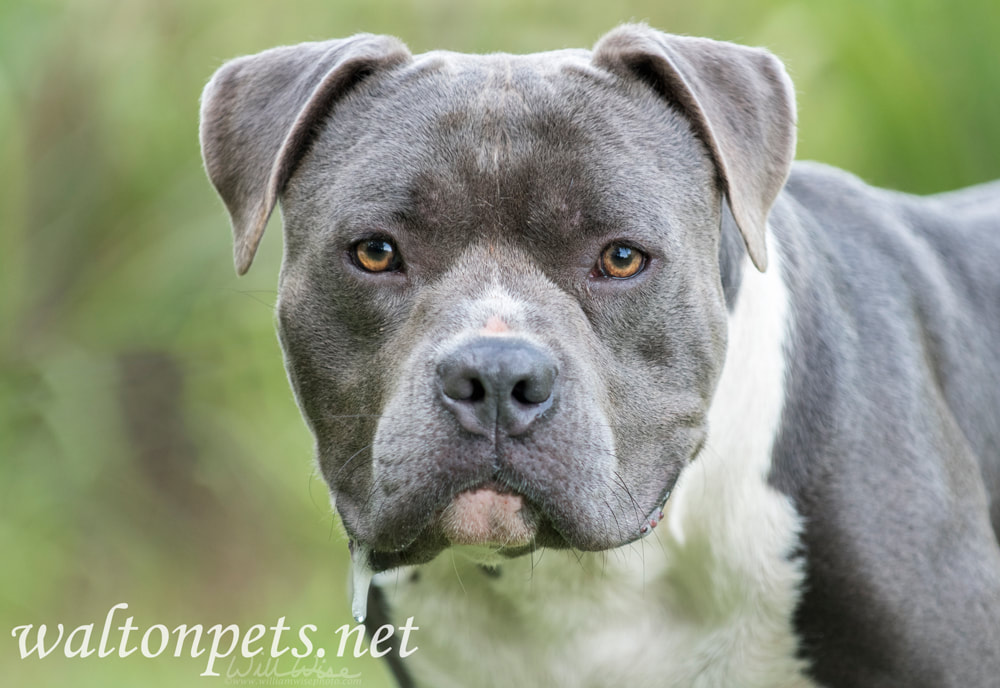 Large blue American Pitbull Terrier dog Picture