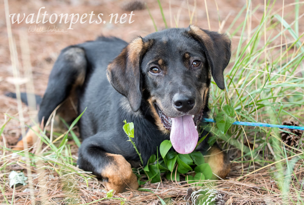 Cute Lab Shepherd mixed breed dog laying down outside Picture