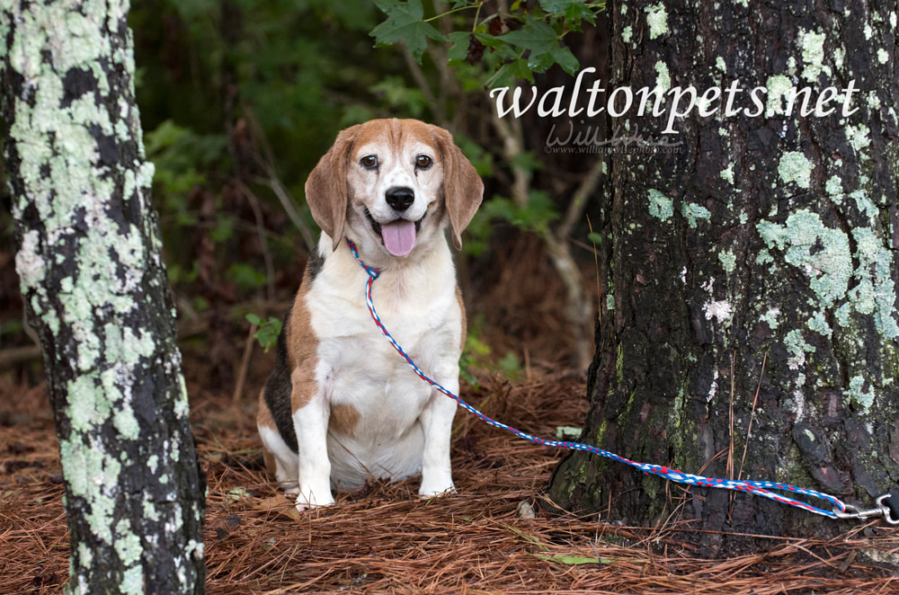 Chubby neutered Beagle dog outside on leash Picture