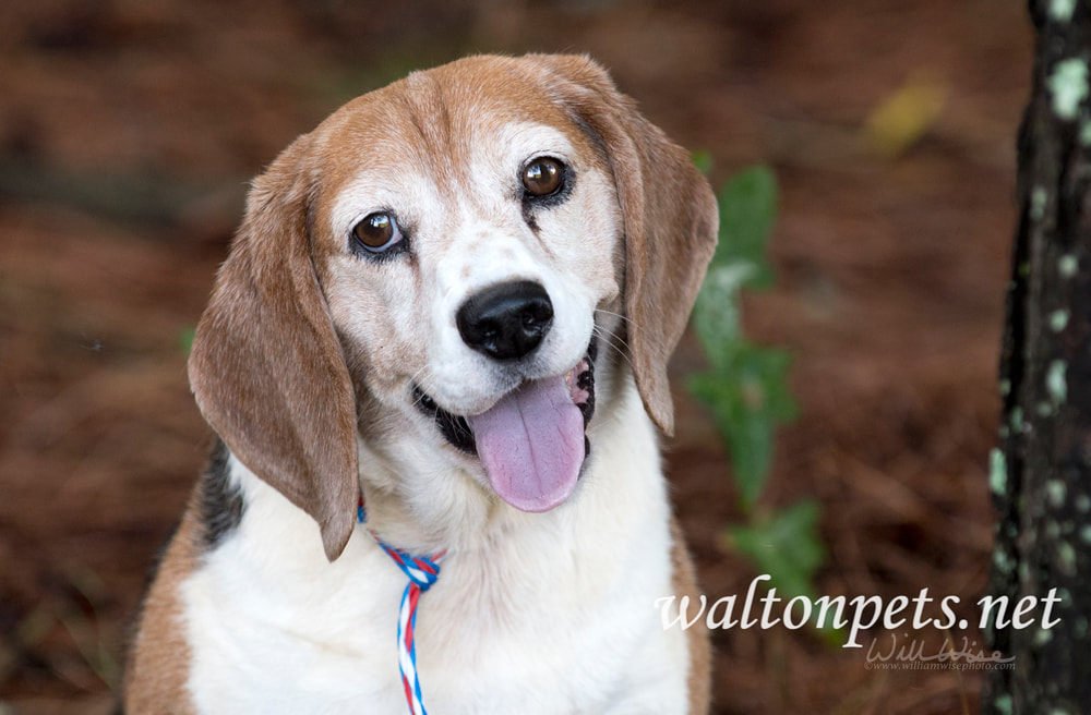  Chubby neutered Beagle dog outside on leash Picture