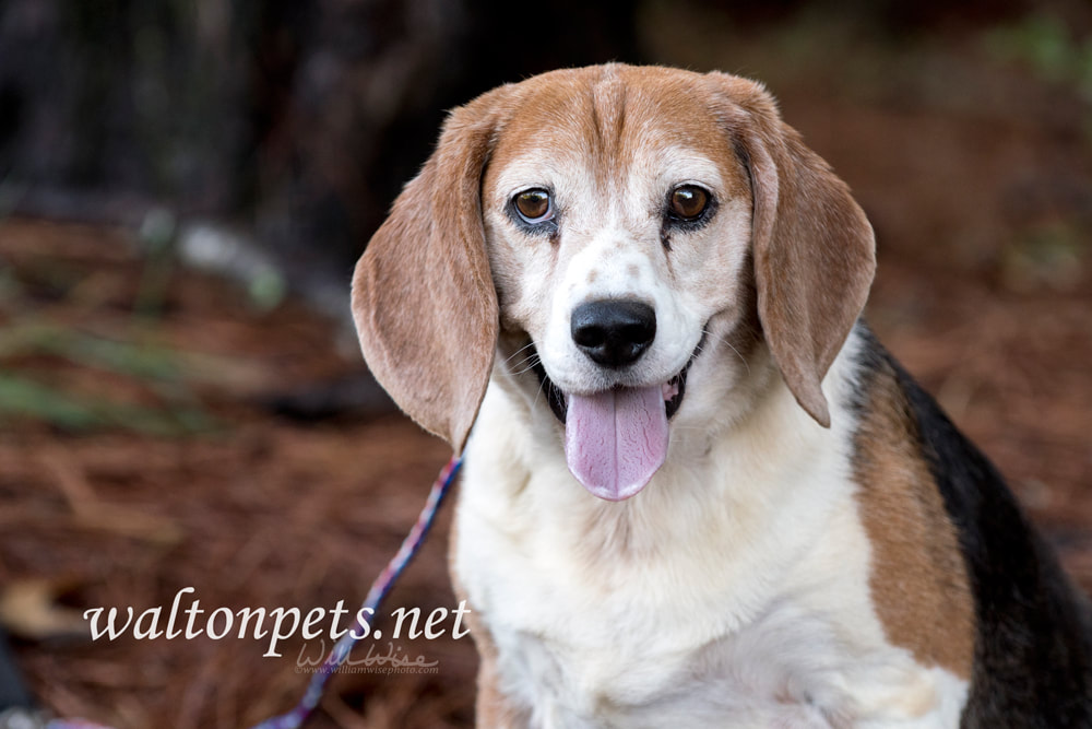  Chubby neutered Beagle dog outside on leash Picture