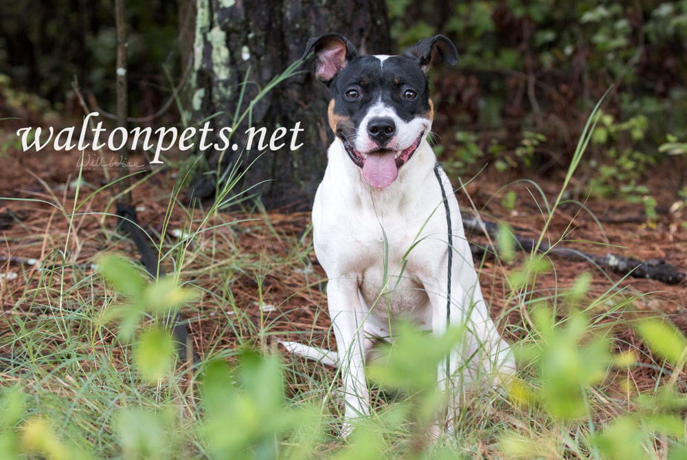 Happy Pit Bull and Boxer mixed breed puppy dog outside on leash Picture