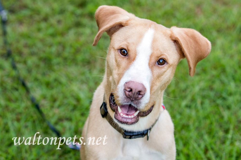 Happy animal shelter Labrador mix breed dog Picture