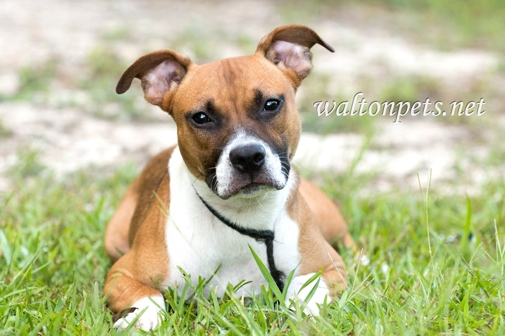 Boxer Pitbull mixed breed puppy laying down outside Picture