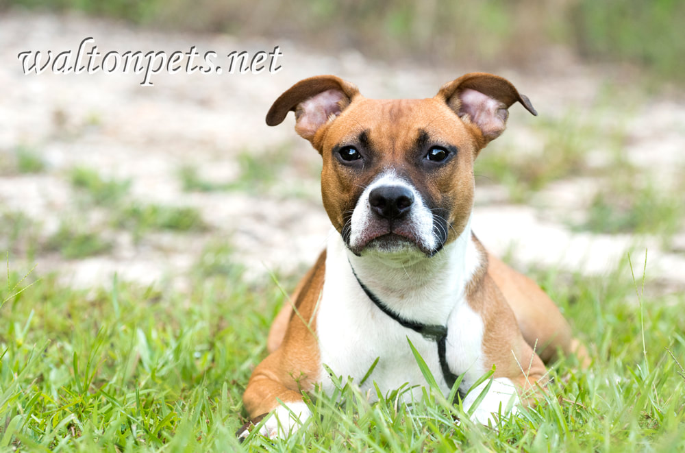 Boxer mix puppy Tam Tam WILLIAM WISE PHOTOGRAPHY