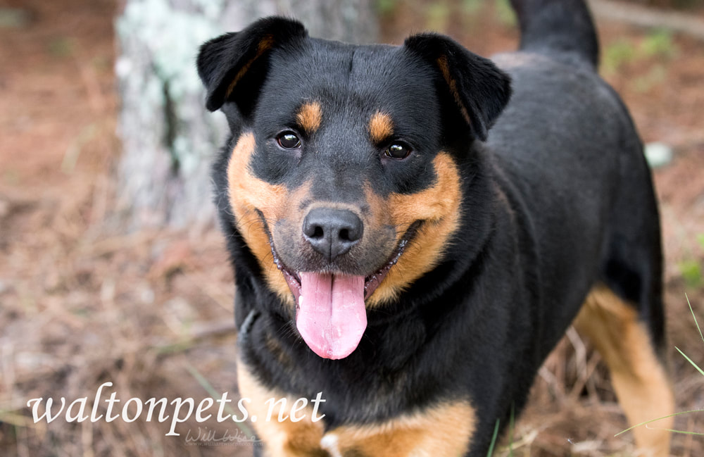 Rottweiler and Kelpie mixed breed dog outside on leash Picture