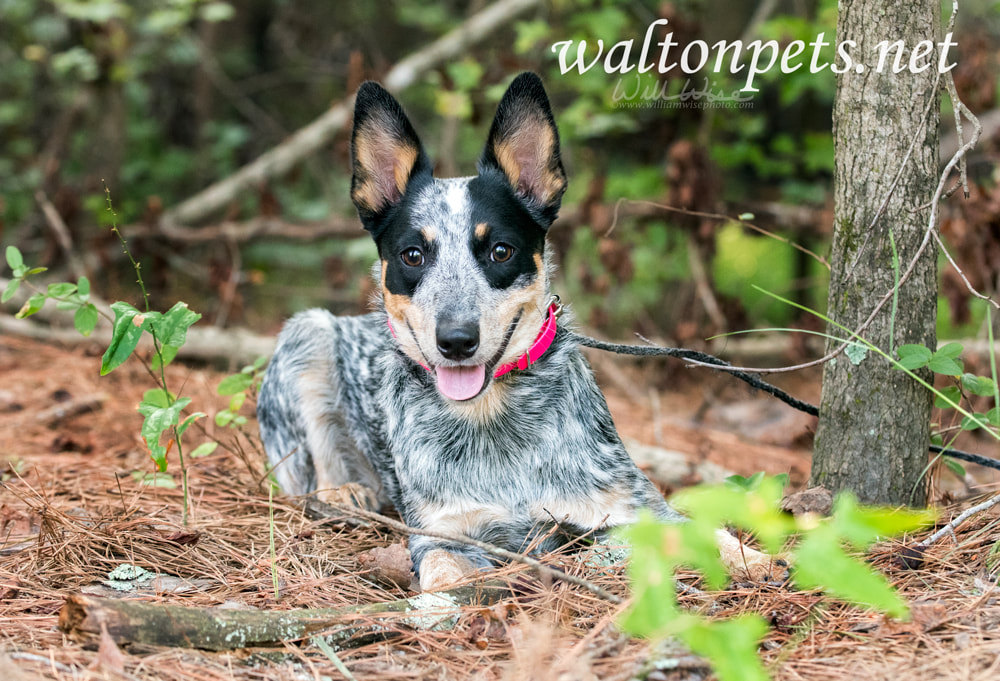 Cute Queensland Blue Heeler puppy outside on leash Picture