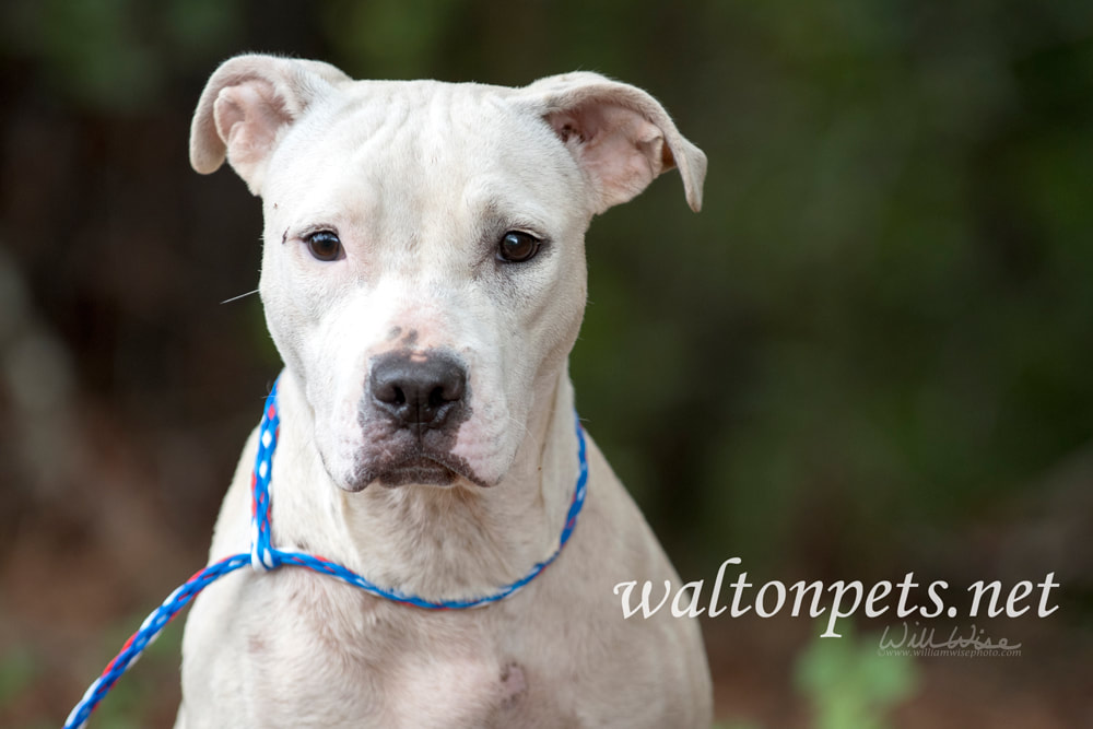 White Pitbull Terrier dog sitting outside on leash Picture