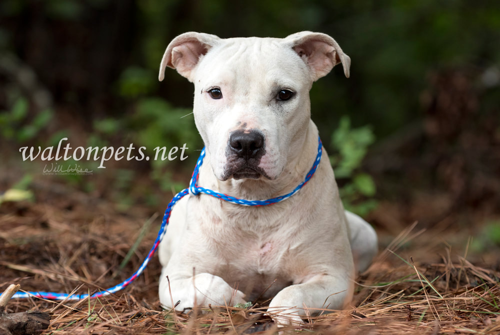 White Pitbull Terrier dog sitting outside on leash Picture