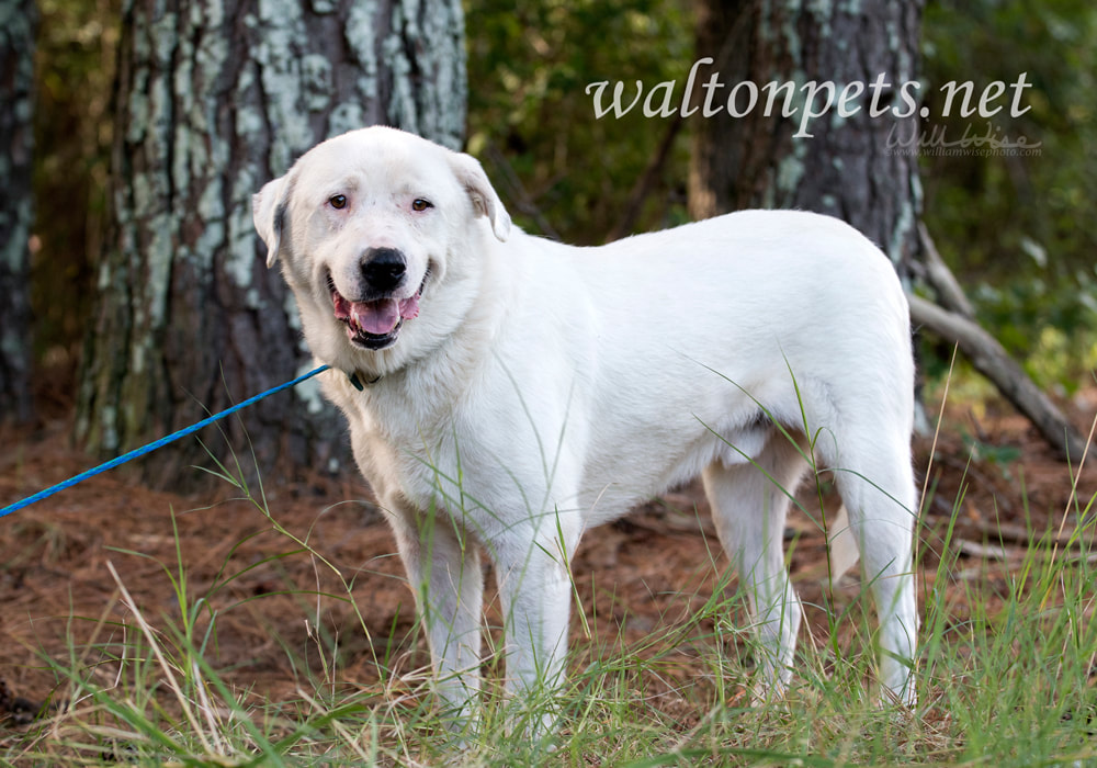 Great Pyrenees mix breed dog adoption photo Picture