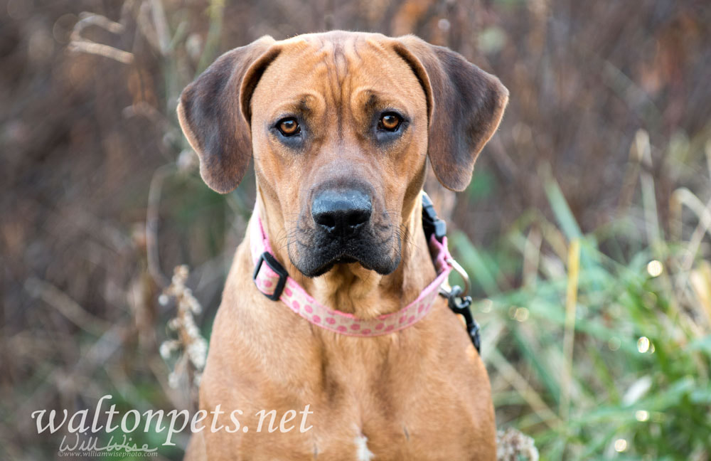 Redbone Coonhound mixed breed dog rescue photo Picture