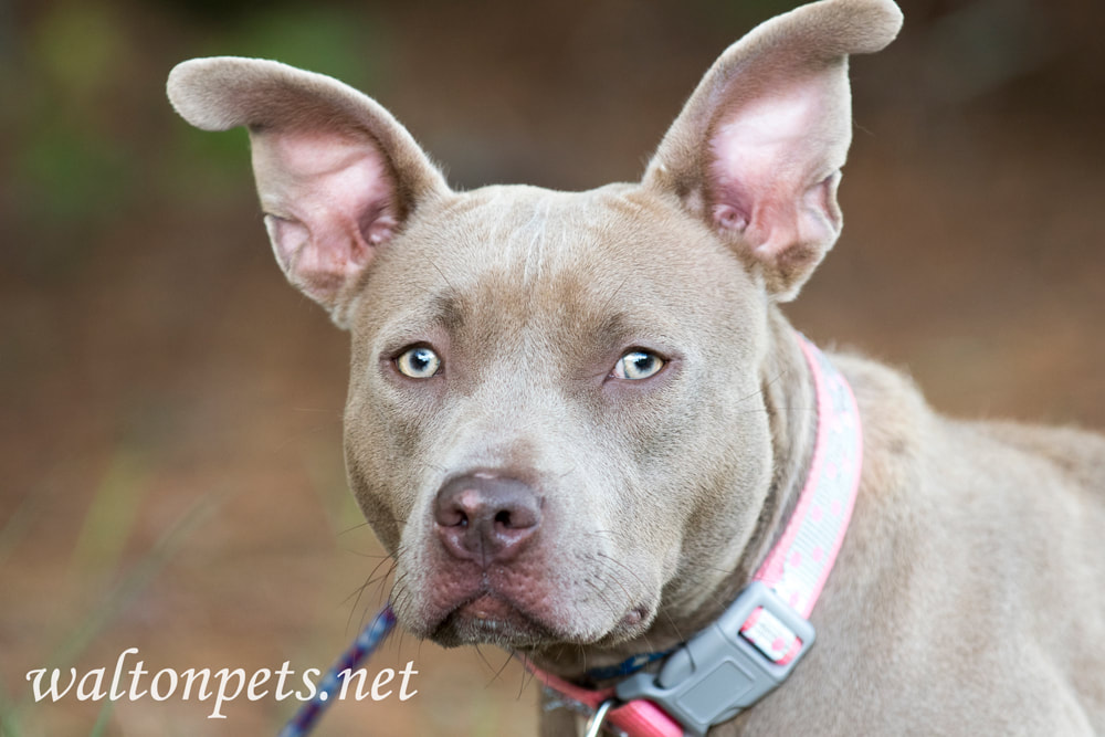 Young blue Pit Bull Terrier dog with funny big ears Picture