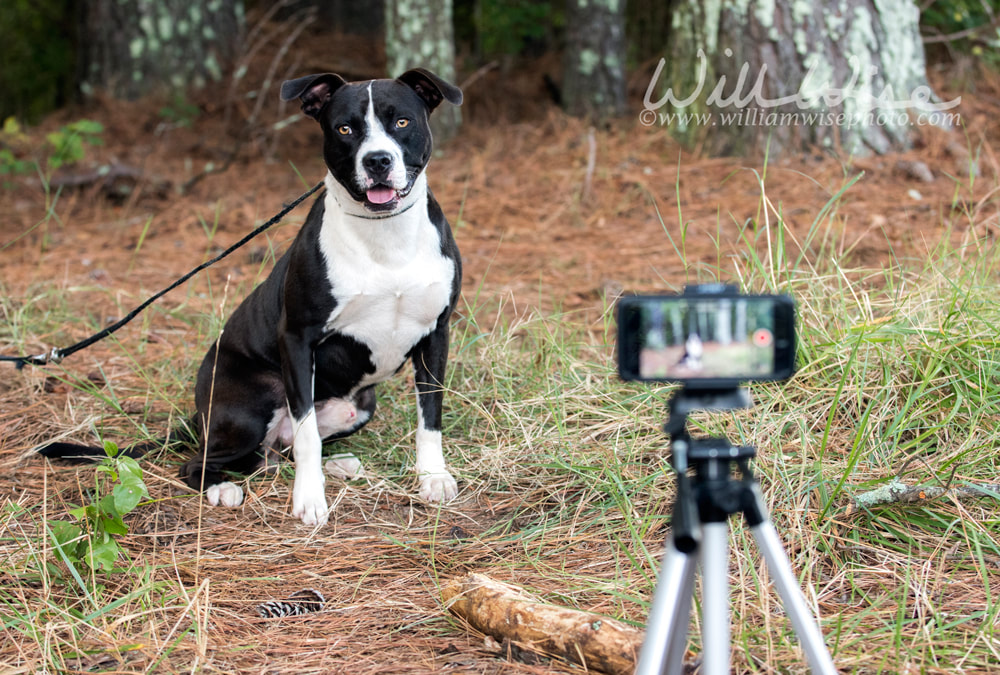 Dog being filmed and photographed for animal shelter pet adoption website Picture