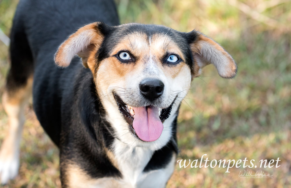 Happy playful Husky mixed breed dog with blue eyes Picture