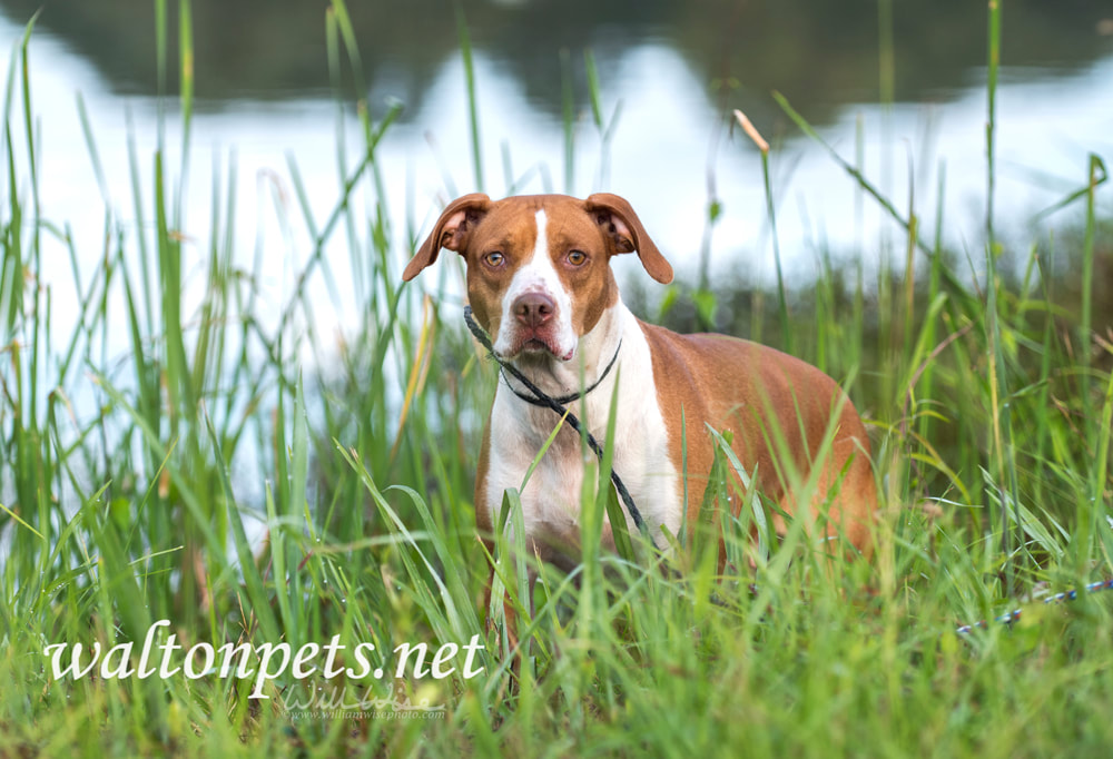 Pointer mixed breed dog outside by the lake Picture