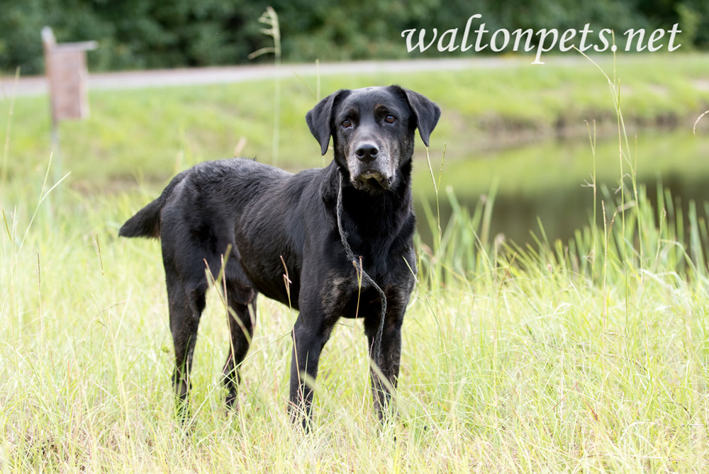 Senior Black Labrador Retriever Dog with gray muzzle and slight cataracts Picture