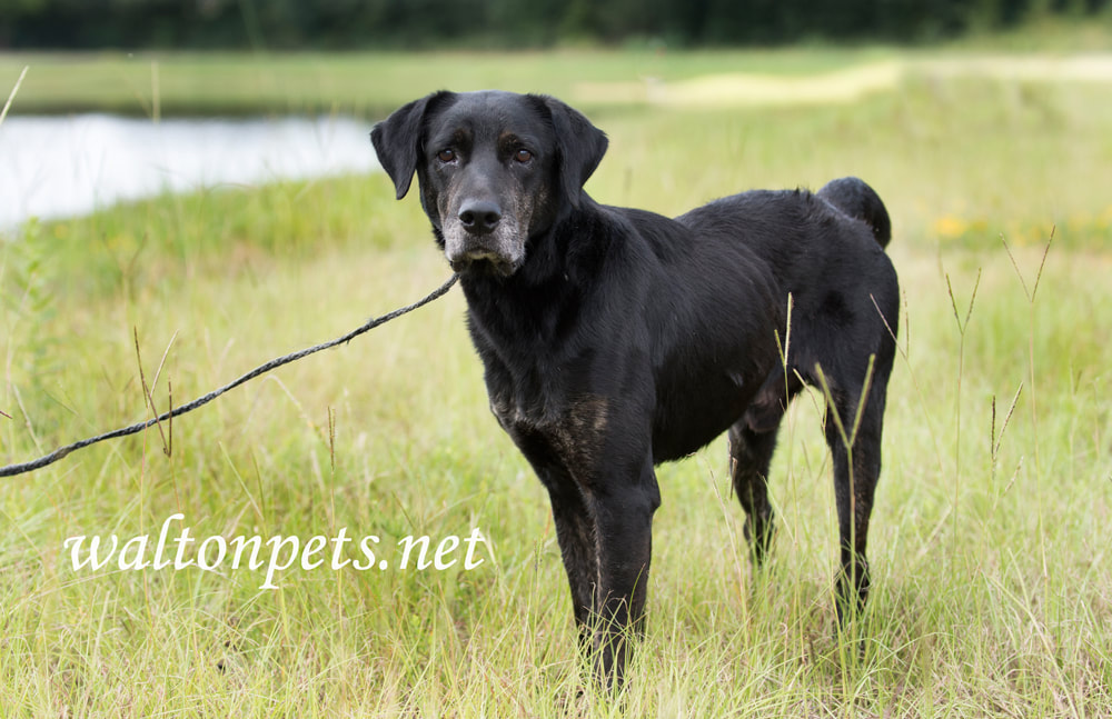 Senior Black Labrador Retriever Dog Picture