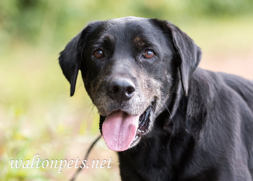 Senior Black Labrador Retriever Dog Picture