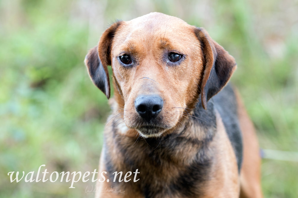 Sick hound dog with mucus discharge in eyes Picture