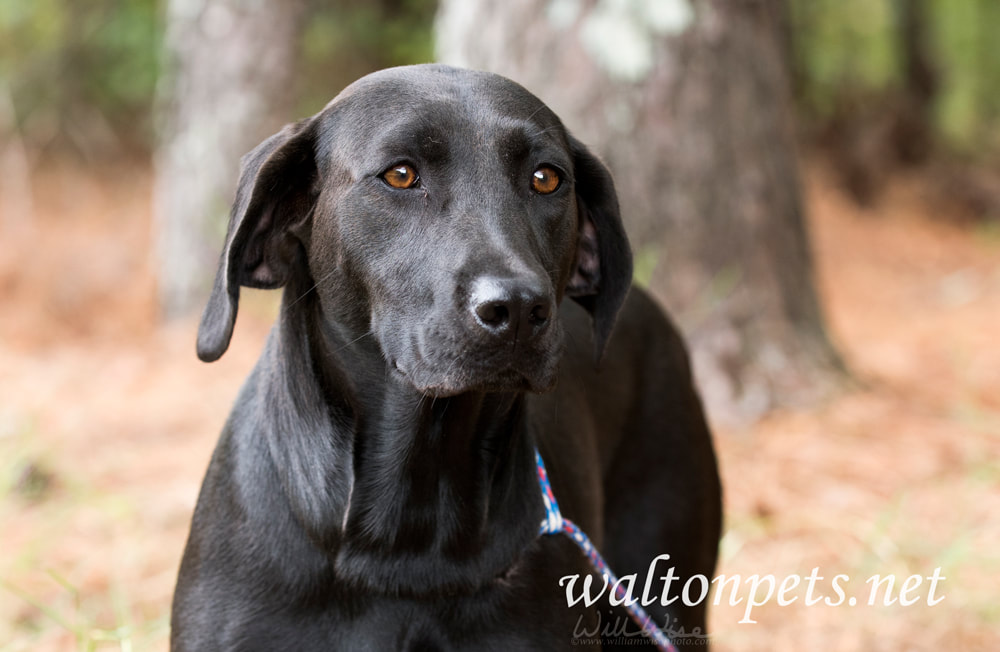 Black Labrador Retreiver dog outside on leash Picture