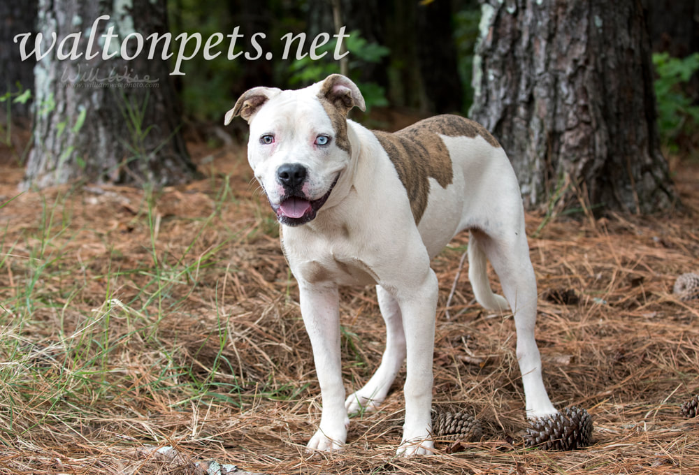 American Bulldog Pitbull mix dog with one blue eye Picture