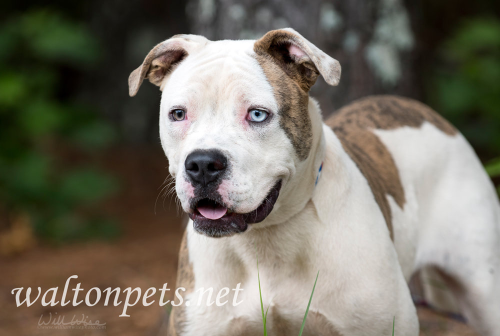 American Bulldog Pitbull mix dog with one blue eye Picture